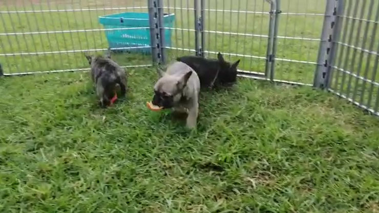 Puppies first time of grass 3.